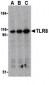 TLR8 Antibody